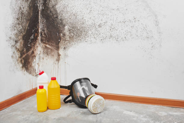 Best Fast Mold Removal  in Richmond, MN
