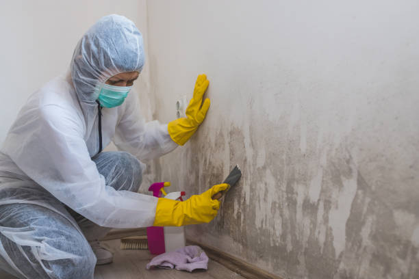 Best Mold Testing and Removal  in Richmond, MN