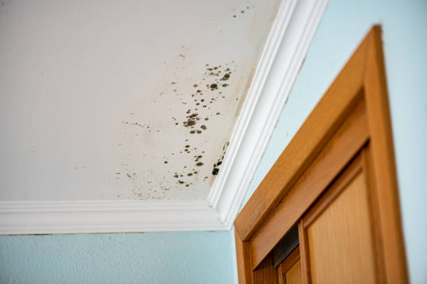 Best Certified Mold Removal  in Richmond, MN