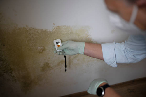 Best Office Mold Removal Services  in Richmond, MN