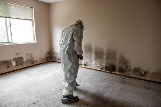 Best Black Mold Removal  in Richmond, MN